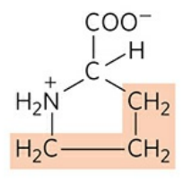 <p>Abbreviations: Pro, P</p><p>One of two amino acid to be “alpha helix breakers“ due to flexible structure, inhibiting bond formation</p>