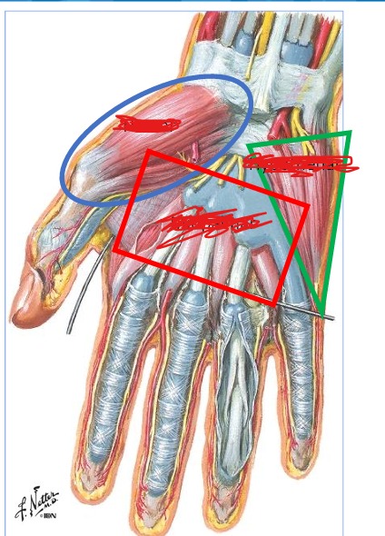 <p>Name this muscle hand group </p>