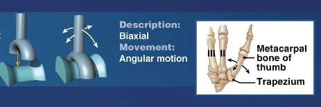 <p>Examples of which synovial joint?</p><ul><li><p>THUMB</p></li><li><p>First carpometacarpal Joint (articulations between carpal and first metacarpal)</p></li><li><p>TRAPEZIUM</p></li></ul>