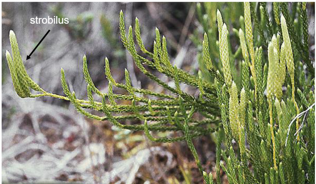 <p>Common name: <strong>Clubmoss</strong></p>