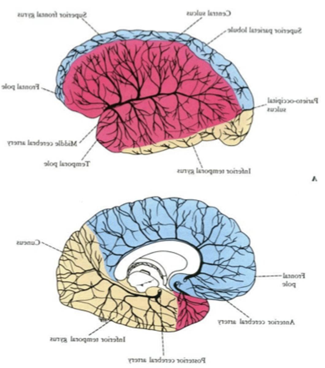 <p>-Anterior System (ICA): Anterior &amp; Middle Cerebral Artery → effects only on UMN</p><p>-Posterior System (Vertebrobasilar): Posterior Cerebral Artery</p>