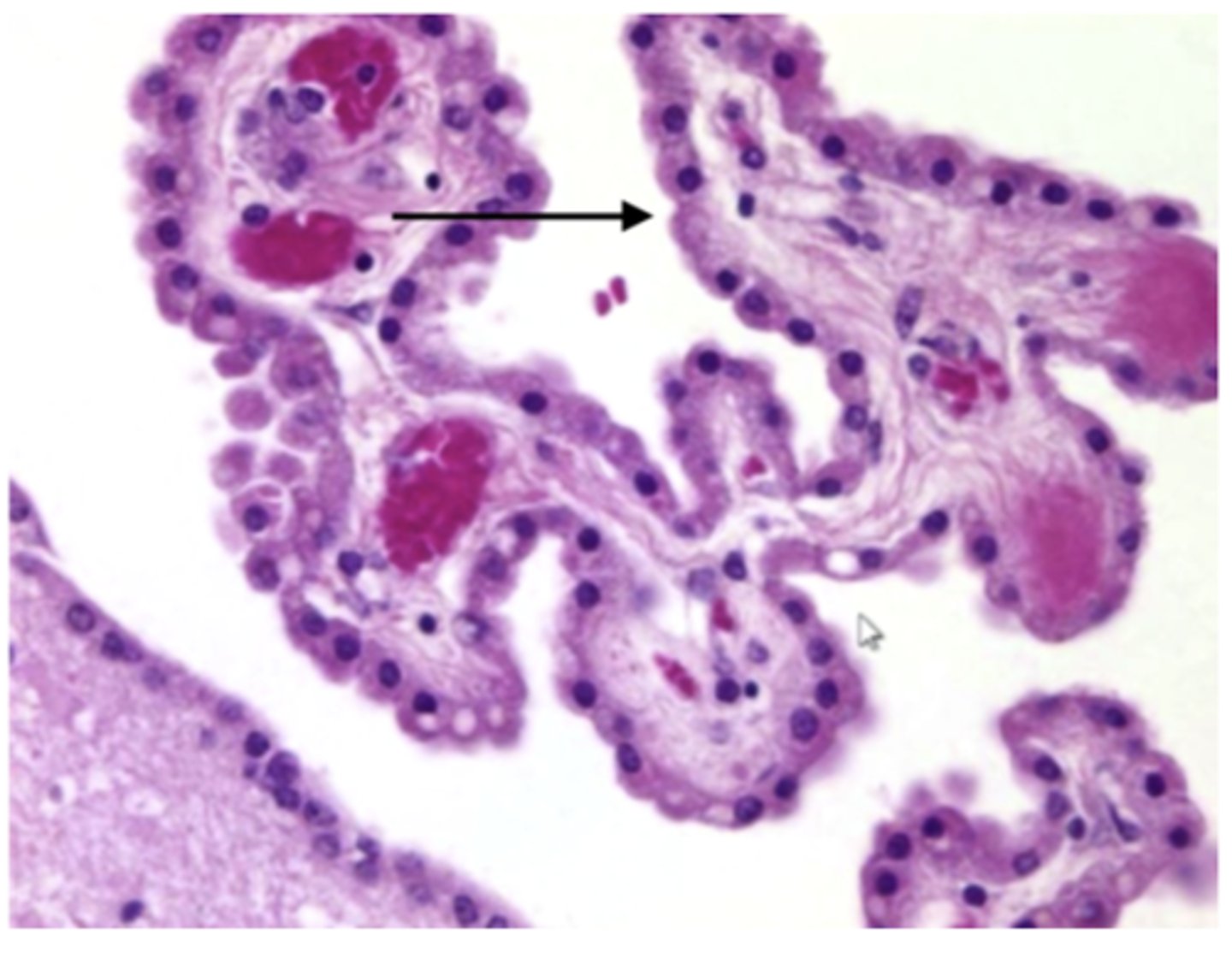 <p>Identify the cell</p>
