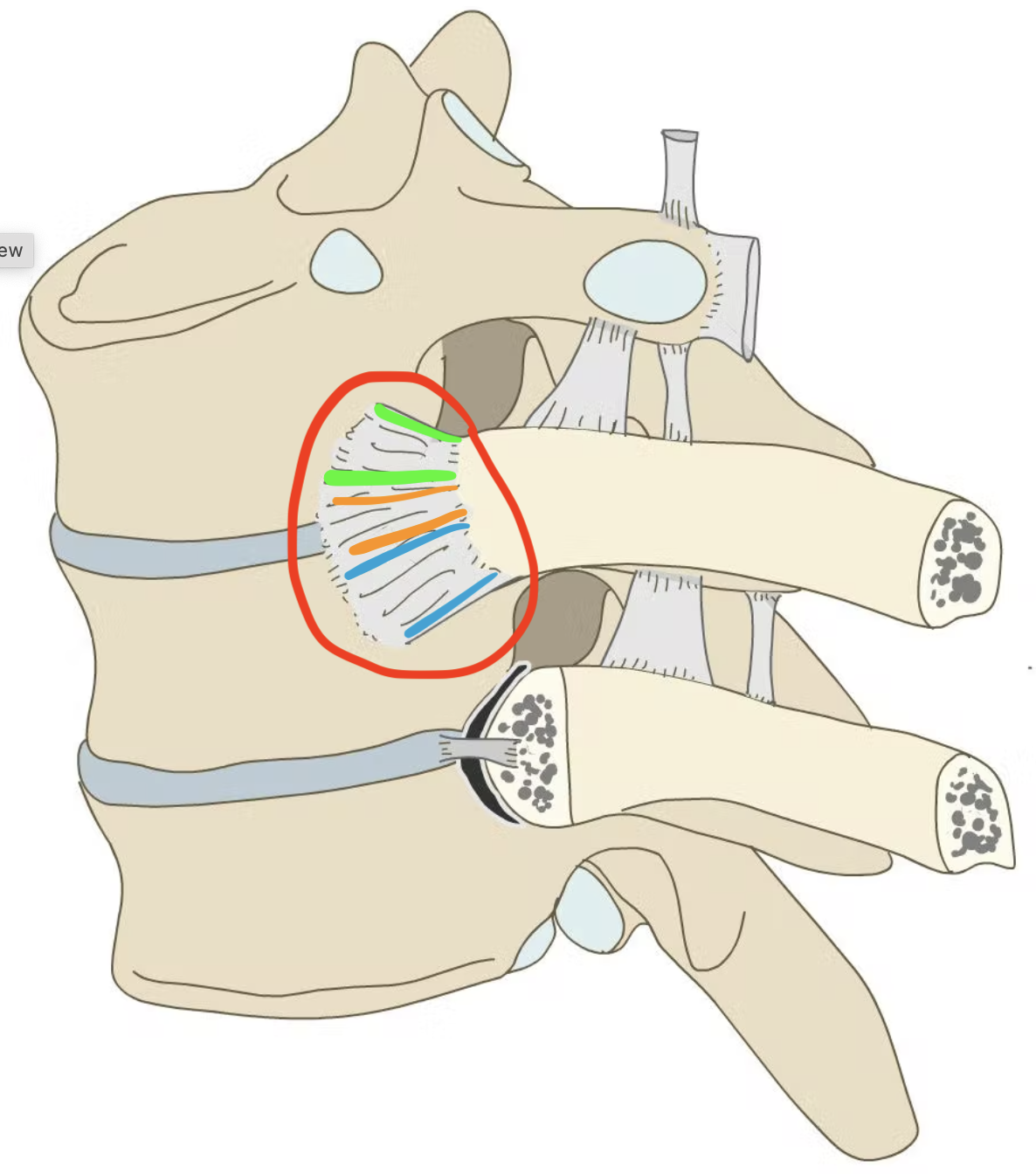 3 regions within- upper band, middle band, lower band; superficial to costocentral joint and constocentral capsular ligament, connects head of rib with vertebral bodies and IVD