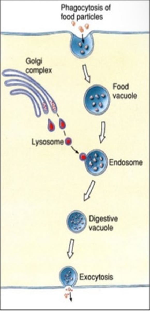 <p>Digestion that occurs within cells, primarily used by sponges and some cnidarians.</p>