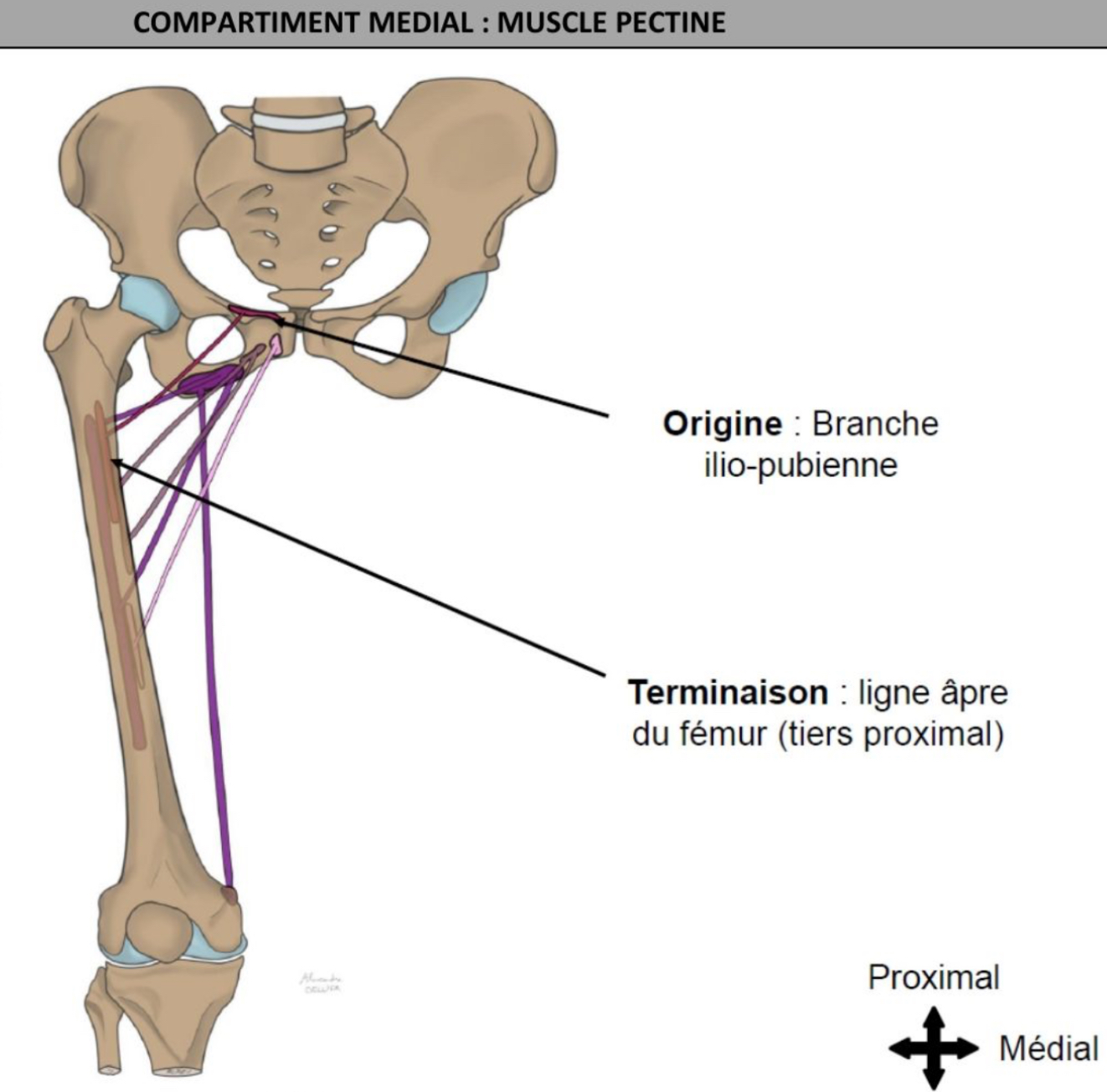<ul><li><p>plan superficiel, plancher latéral du trigone fémoral </p></li><li><p>Branche ilio-pubienne </p></li><li><p>Ligne pectinée = ligne de division de ligne âpre a face dorsale du tiers proximal du fémur </p></li></ul><p></p>