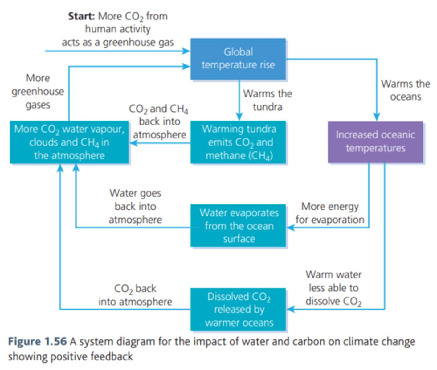 <p>global temperature rise increases water vapour + evaporation (positive) so more CO2 is returned to atmosphere <br><br>Oceans remove Co2 from air (negative) so more water means more CO2 is absorbed <br><br>rising temperatures melt permafrost (positive) so less radiation is reflected back to the atmosphere and more is absorbed <br><br>Co2 back to atmosphere (positive)</p>