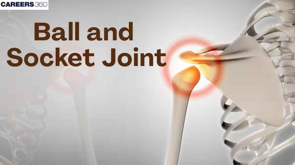 <p>What movement does the Ball-and Socket joint allow? give an example</p>