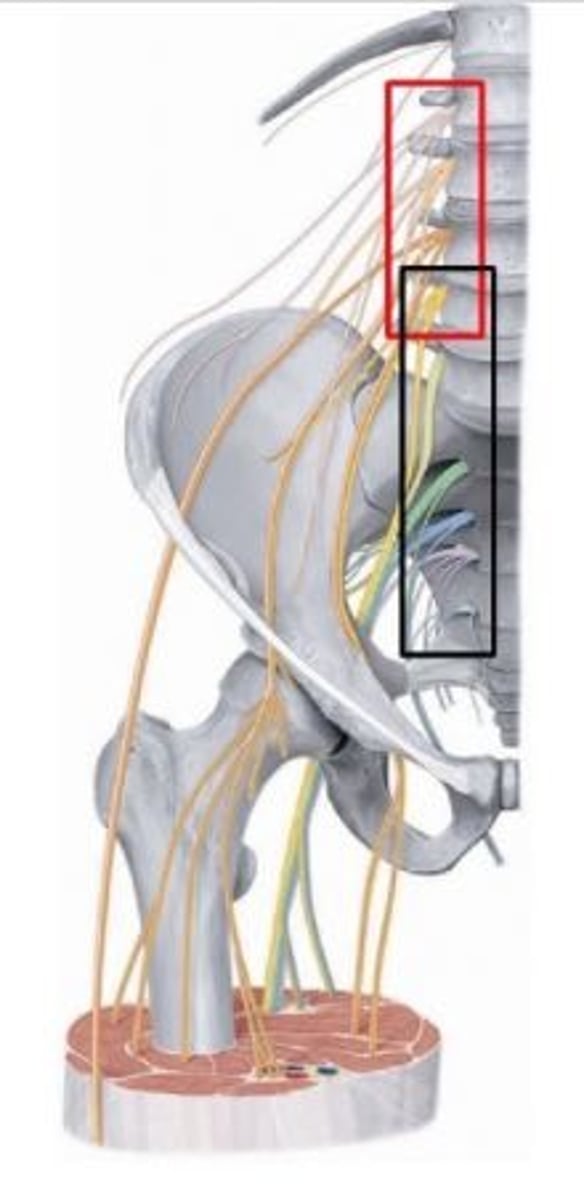 <p>lower division of ventral ramus l4 AND ventral rami L5 to S4</p>