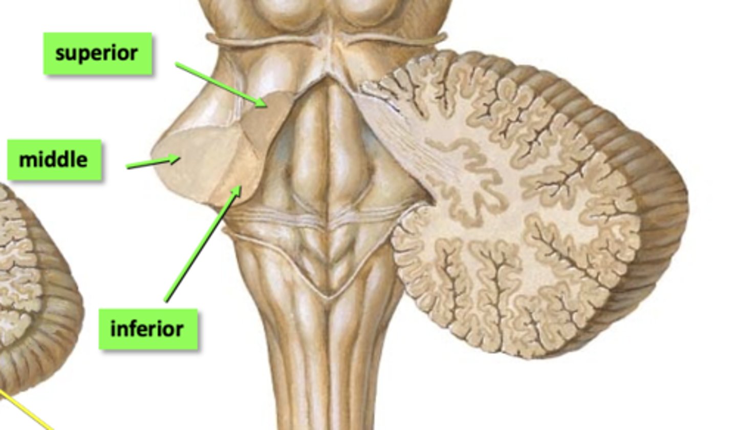 <p>- Superior</p><p>- Middle</p><p>- Inferior</p>