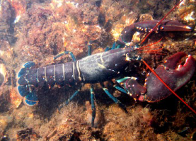 <p>Bilateral</p>