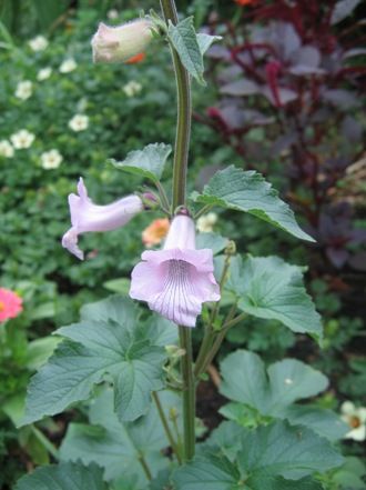 <p>bell-like flowers, tomentose leaves, 3-lobed, bluntly serrated, horned seed pods</p>