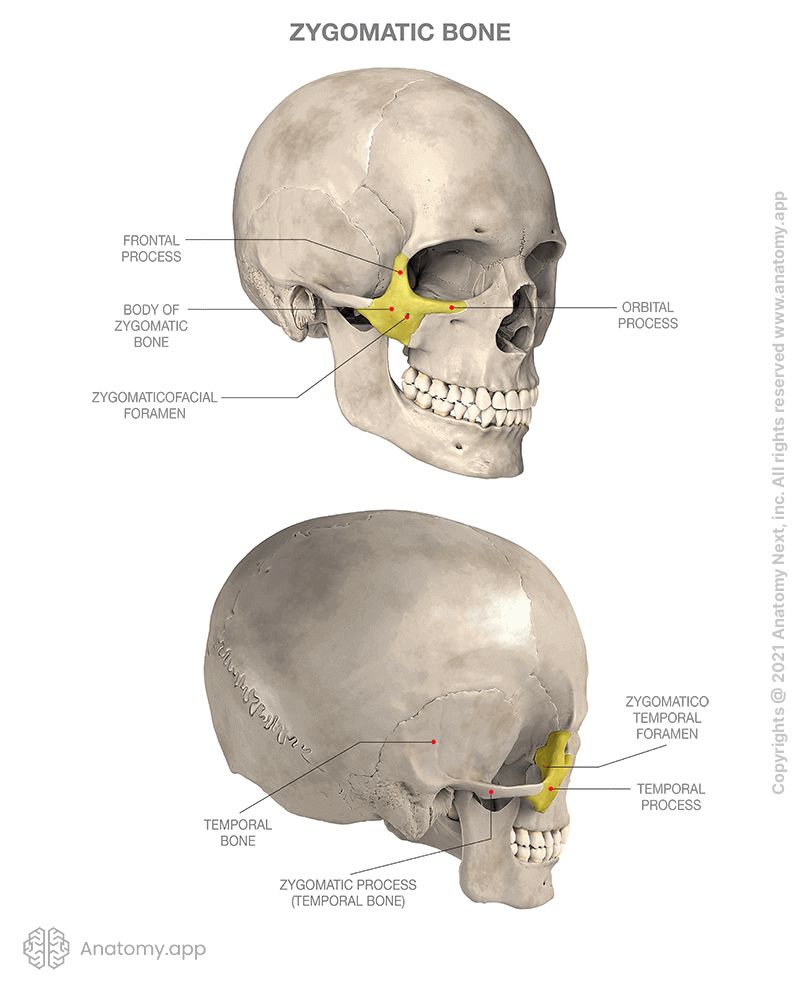 <p>A paired facial bone situated in the upper lateral part of the face. This bone participates in creating the <strong>prominence of the cheek.</strong></p>