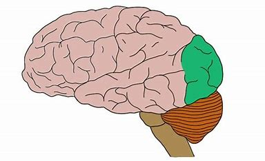 <ul><li><p>receives visual nerve impulses and turns them into images</p></li><li><p><strong>Primary visual cortex</strong></p></li><li><p>interprets visual information through connection to the eyes</p></li></ul><p></p>