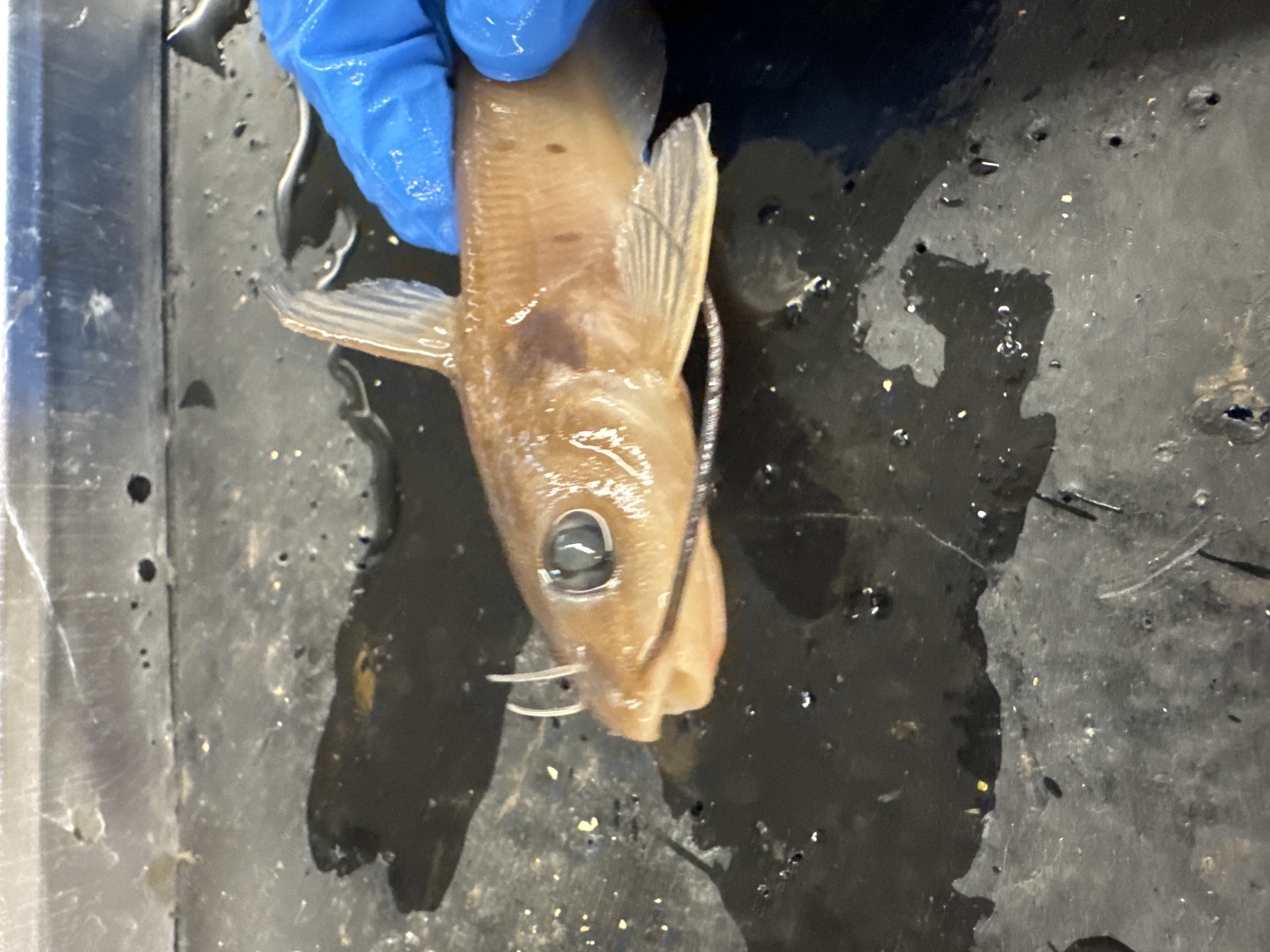 <p>Channel Catfish features</p>