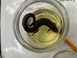 <ul><li><p>black</p></li><li><p>medium size</p></li><li><p>2 white lines on back outlined in black</p></li><li><p>duller stripes</p></li></ul><p></p>