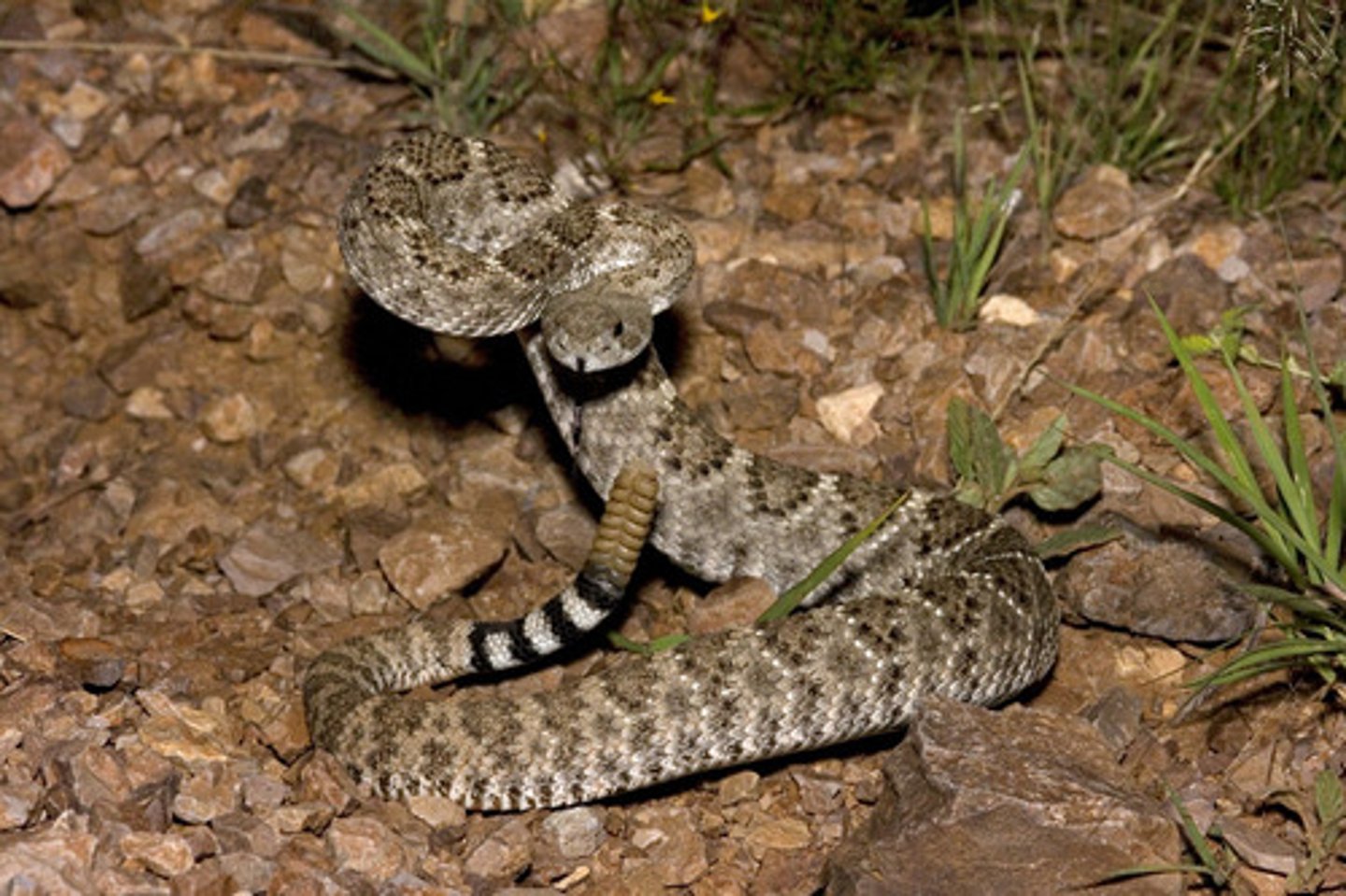<p>- Thick body, 3-5 feet, diamond pattern, rattle on tail</p><p>- South-West United States</p><p>- Bite causes low blood pressure, pain, hemorrhaging, effects blood vessels</p><p>- Dont eat or drink, wrap and keep below heart</p>