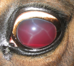 <p>AKP store husdyr blok 1 2024</p><p>En 20 år gammel travhest har længe haft problemer med equine recurrent uveitis (ERU) på venstre øje. Ved din undersøgelse i dag ser du dette. Ved tonometri måler du et intraokkulært tryk på 50 mmHg. Hvad er prognosen for syn på dette øje?</p><p>1 God </p><p>2 Reserveret </p><p>3 Slet </p><p>4 Det er ikke muligt at udtale sig om prognosen.</p>