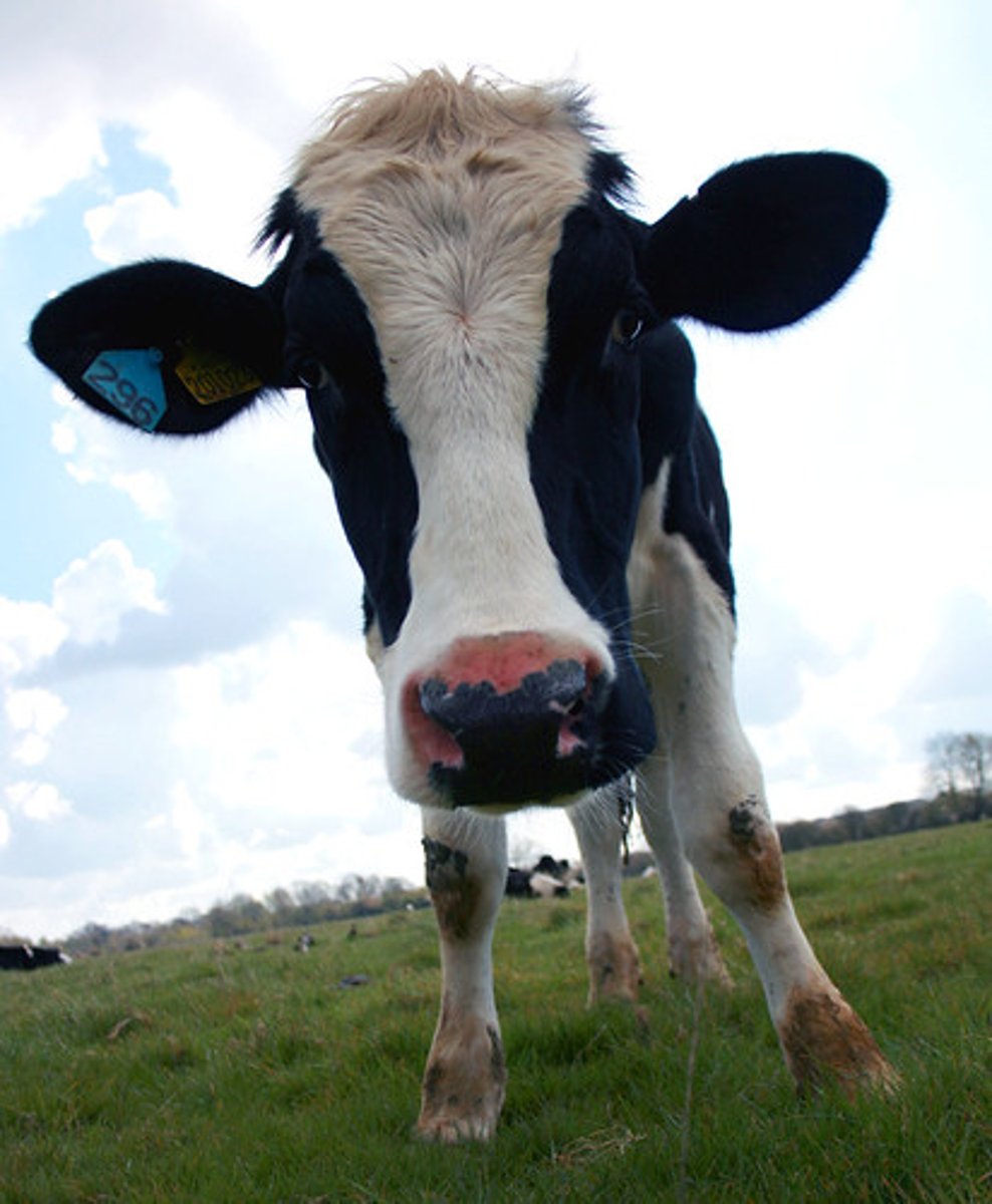 <p>an animal of the cattle group, which also includes buffaloes and bisons.</p>
