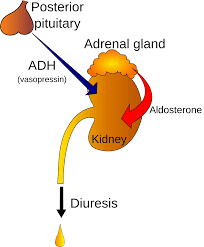 <p><span>- Kidneys (nephrons): Increases permeability of DCT and CD (increases water reabsorption)</span></p>