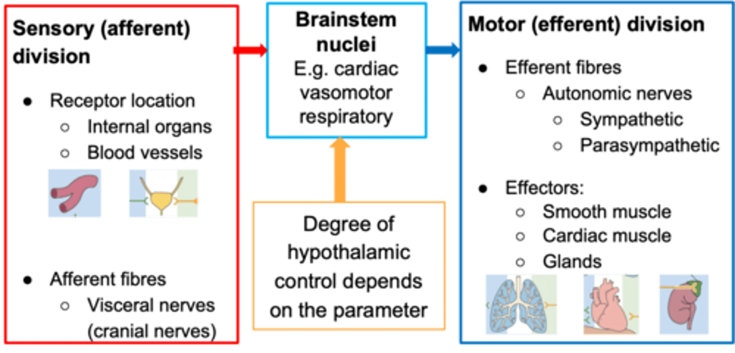 <p>The ANS can function without what?</p>