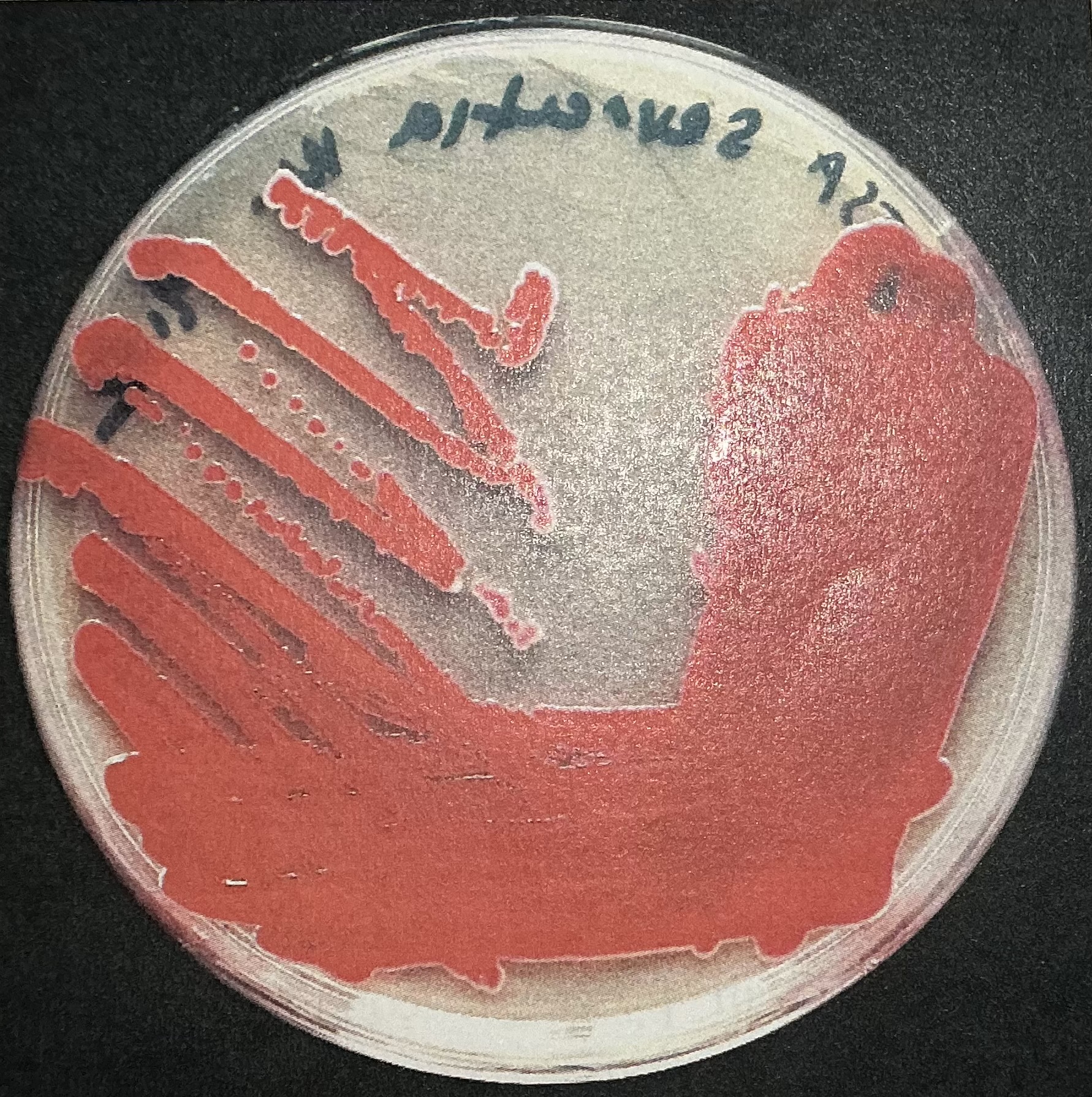 <p>Produced by Serratia marcesens</p>