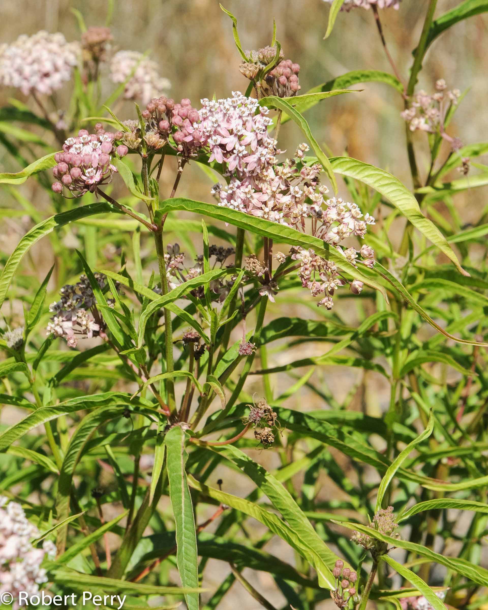 <p>Narrowleaf milkweed</p>