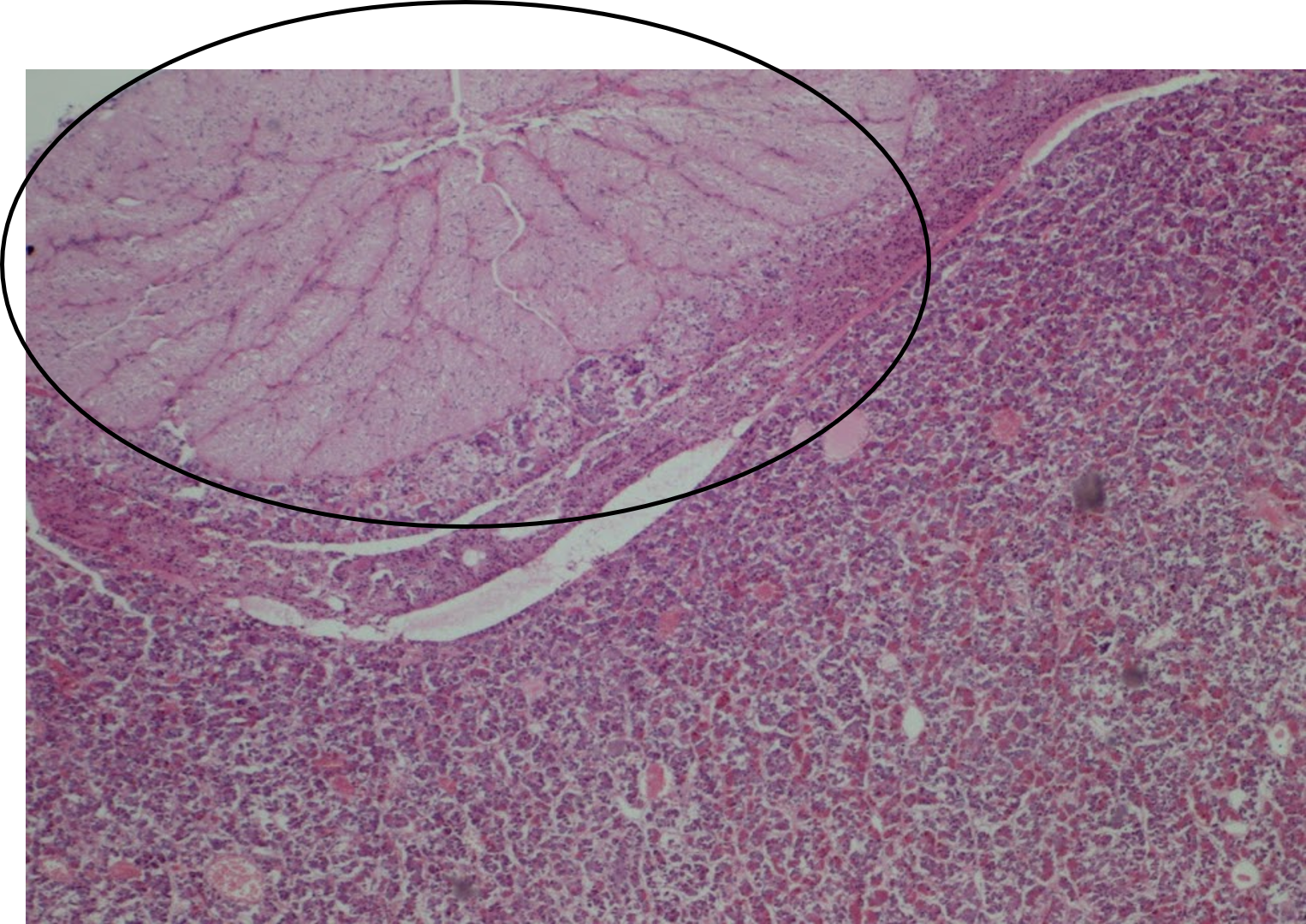 <p>What is the circled area?</p>