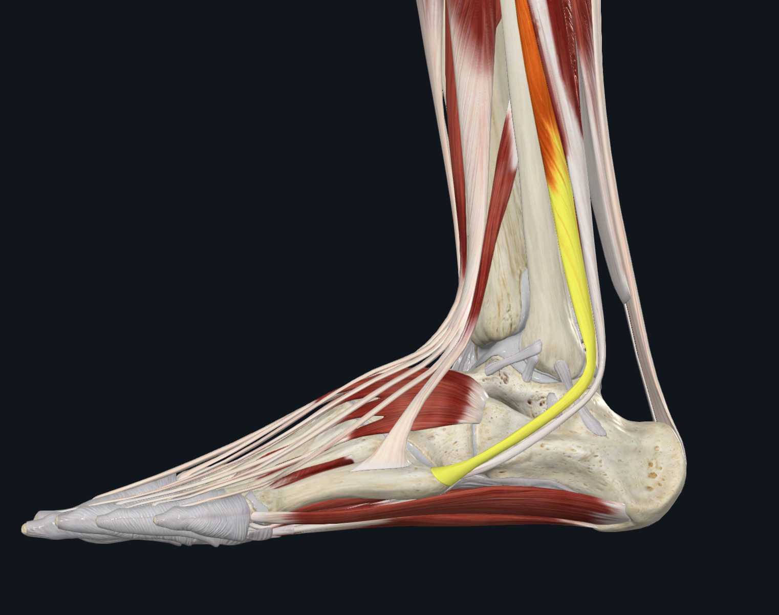 <p>Peroneus (fibularis) brevis </p>