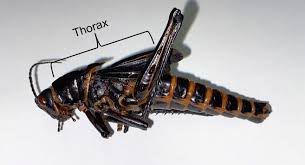 <p>pronotum</p>