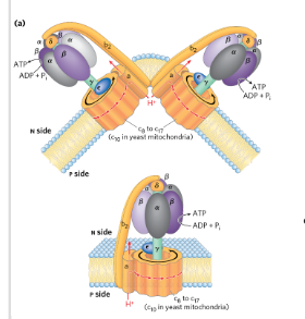<p>ATP synthase</p>