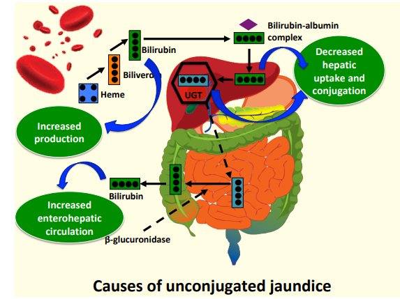 * Intra-vascular:

  Physiological: 

• Increased RBC breakdown 

• High haemoglobin no longer required 

• Shorter lifespan of RBC

\
        Pathological:

Allo-immune hemolysis: 

• ABO incompatibility 

• Rh Incompatibility 

• Minor antigen incompatibilities 

\
Non-immune hemolysis: 

• RBC membrane defects 

• RBC haemoglobin defects 

• RBC enzyme defects

\
* Extra-vascular blood: 

• Cephalhematoma 

• Bruising 

• Subaponourotic bleed 

• Intraventricular bleed