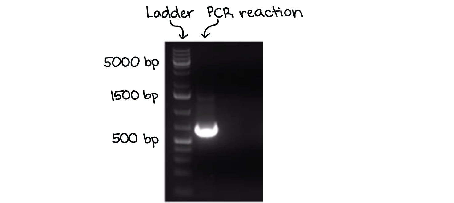 <p><span>As the gel runs, shorter pieces of DNA will travel through the pores faster than longer ones. <strong>The shortest pieces of DNA will be close to the positive end of the gel, while the longest pieces of DNA will remain near the wells.</strong></span></p><p></p>