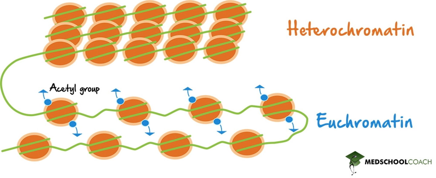 <p>heterochromatin- highly packed genes- usually not expressed </p><p>euchromatin- loosely packed genes- expressed. Gene transcription is affected by location of nucleosomes along the promoter and where the DNA attaches to chromosome. </p><p>histone acetylation- acetyl groups are attached to histone tail’s amino acid and opens up chromatin strcuture- promoting transcriptiton </p><p>DNA methylation- addition of methyl groups that reduces transcription- long term inactivation of genes. methylation regulates genomic imprinting determination of maternal of paternal alleles </p>
