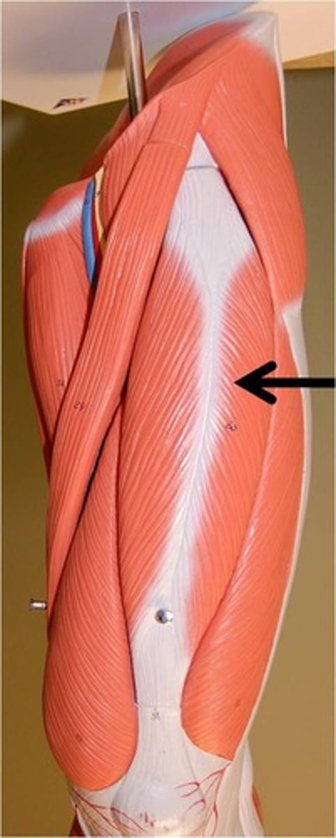 <p>extends leg at knee; part of quads</p>