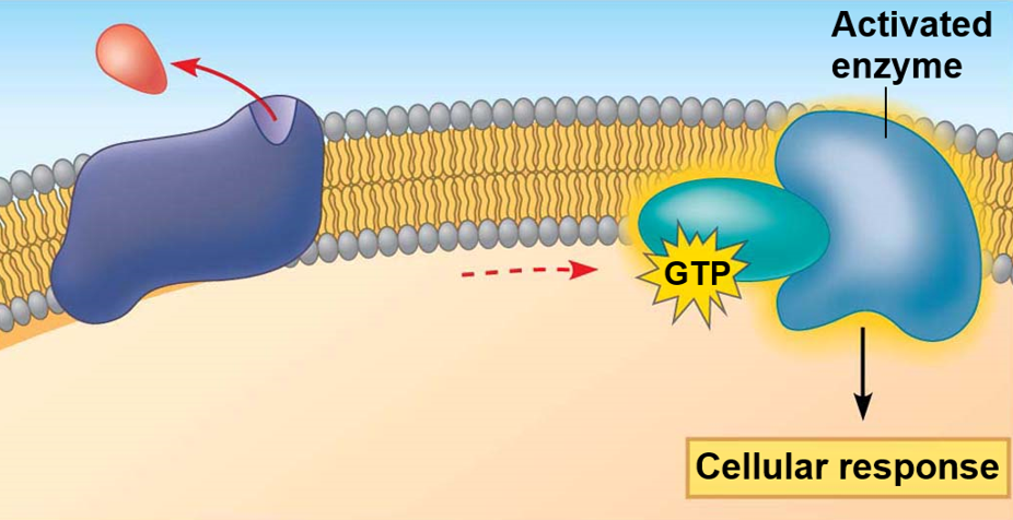 <p><mark data-color="red">Secondary messaging: GPCR reception</mark></p><p>Can you label, describe and explain what this diagram is/shows?</p>
