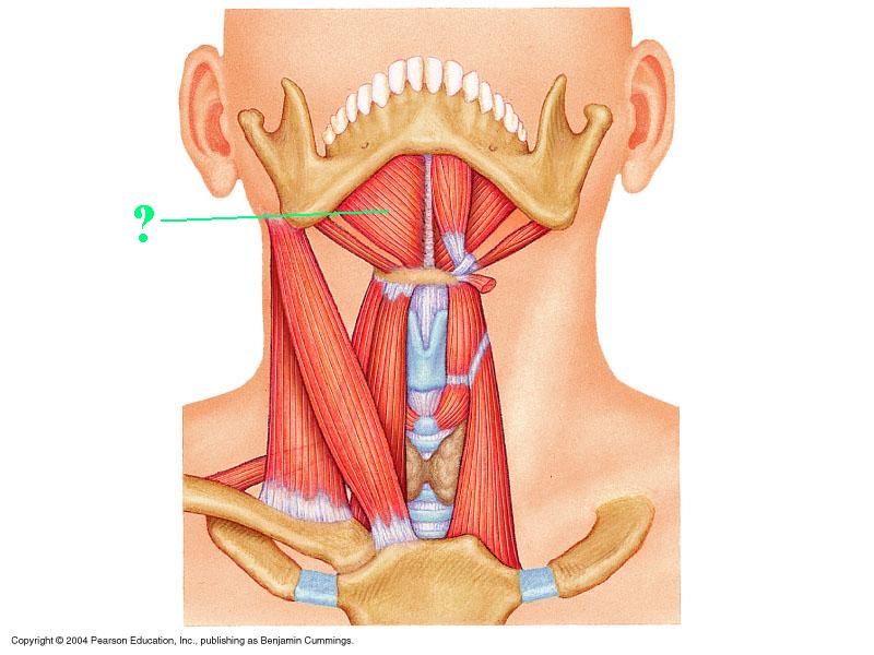 <p><span>Identify the indicated muscle</span></p>