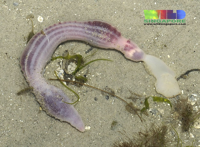 <p>~140 species of marine worms, burrows in shells or rocky crevices, loss of segmentation, ciliated groove on proboscis, feeds on detritus</p>