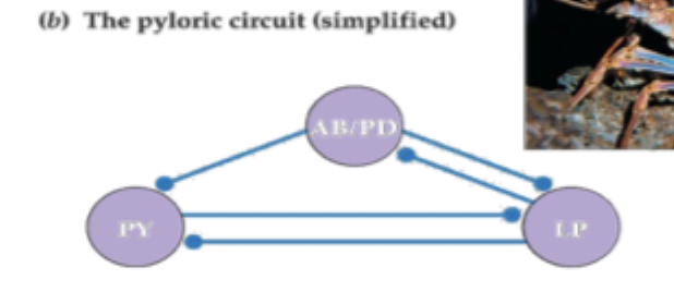 <p>what do the letters represent</p>