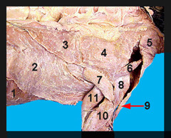 <p>Identify what the brown arrow is pointing to; also labeled number &quot;9, 8 and 7&quot;</p>