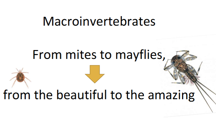 <p>Multiple functions in freshwater from processing leaf litter and detritus, and as prey for fish, other invertebrates, birds and mammals. Also helps maintain clean clear water. </p>
