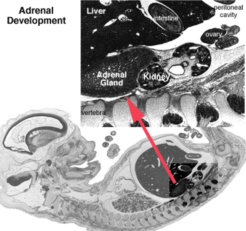 <p>adrenals (mostly cortex) larger than kidney</p><ul><li><p>responsive to ACTH</p></li><li><p>adrenal hormones involved with maturation of lung and other systems</p></li><li><p>e.g. gut closure (IgG transport) under influence of corticosteroids</p></li></ul><p></p>