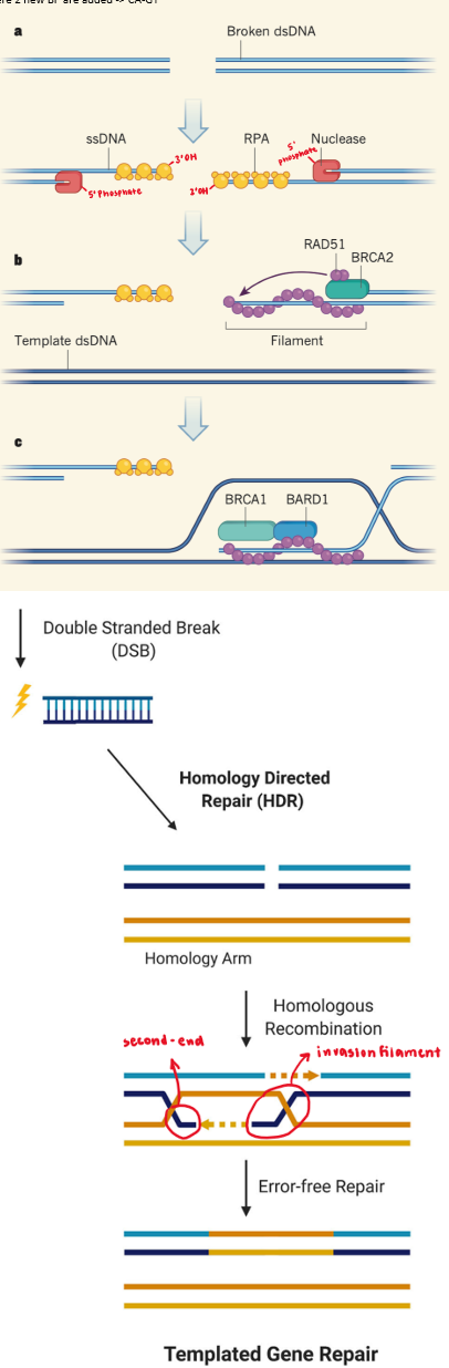 <ol><li><p>nuclease resects DNA at 5’ end → large single-stranded DNA overhangs w/ 3’OH made</p><ol><li><p><strong>resection </strong>= <em>commitment</em> to repair pathway</p></li></ol></li><li><p>RPA binds to ssDNA overhang</p><ol><li><p>prevent strand from dipping into other DNA strands</p></li></ol></li><li><p>BRCA2-mediated repair filament = traffic controller</p><ol><li><p>assembles repair filament that can go into intact DNA strand → <strong>invasion filament</strong></p></li></ol></li><li><p>3’ overhang RPA displaced by RecA (E.coli) or RAD51 (humans) → becomes invasion filament</p><ol><li><p>controlled by BRCA2</p></li></ol></li><li><p>BRCA1/BARD1-mediated strand invasion</p><ol><li><p>replaces BRCA2 + binds to RAD51 to form D-loop</p></li><li><p>3’ strand probes undamaged template for complementarity</p><ol><li><p>if NT complementary → RAD51 peels away like zipper</p></li></ol></li></ol></li><li><p>criss-cross formed = Holliday junction</p><ol><li><p>polymerase uses loop as template from free 3’OH as primer to fill in resected strands</p></li></ol></li><li><p>second end capture</p></li><li><p>nuclease resolves Holliday junctions</p></li><li><p>ligase seals nicks</p></li></ol><p></p>