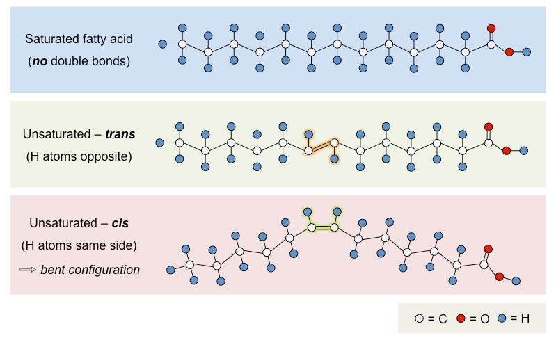 <ul><li><p>Saturated fatty acids (no double bonds)</p></li><li><p>Unsaturated fatty acids (double bonds in hydrocarbon chains)</p><ul><li><p>Mono (one double bond) vs poly (multiple double bonds)</p></li><li><p>Cis (hydrogen on the same side) vs trans (hydrogens have opposing orientation)</p></li></ul></li></ul><p></p>