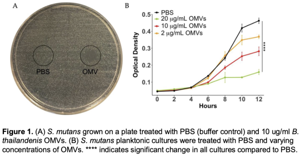 <p>step 1: </p><p><span>a. Left</span></p><ul><li><p><span>S. mutans grown</span></p></li><li><p><span>Treated with PBS: phosphate buffer saline: salt water with phosphate in it</span></p></li></ul><p><span>A. right</span></p><ul><li><p><span>S. mutans grown</span></p></li><li><p><span>Treated with OMV: outer membrane vesicles with antimicrobial cmp from B. thai</span></p></li><li><p><span>In circle, there is a zone of inhibition, where treatment was put onto the plate</span></p></li></ul><p><span>B.&nbsp;</span></p><ul><li><p><span>Treatment is NOT added to a plate, it is added into a liquid culture where S. mutans were inoculated. This medium does not have any nutrients</span></p></li></ul><p></p>