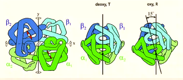 <p>rupture ponts salins dans région interface α<sub>1 </sub>− β<sub>2</sub></p><p>Rotation des dimères αβ liés symétriquement de ~ 15 ° l'un par rapport à l'autre et une translation de ~ 0,1 nm le long de l'axe de rotation.</p>