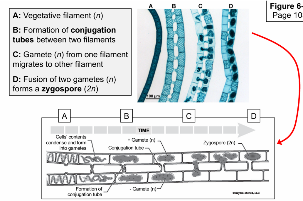 <ul><li><p>A: vegetative filament</p></li><li><p>B: formation fo conjugation tubes between two filaments</p></li><li><p>C: gamete (n) from one filament migrates to another filament</p></li><li><p>D: fusion of two gametes (n) forms a zygospore (2n)</p></li></ul><p></p>