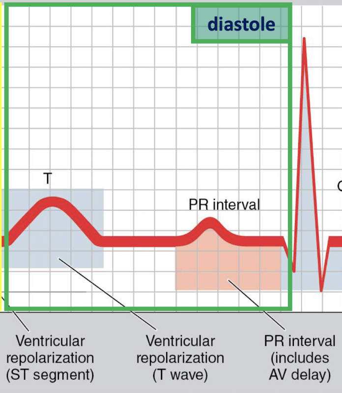 <p>T Wave and PR interval</p>