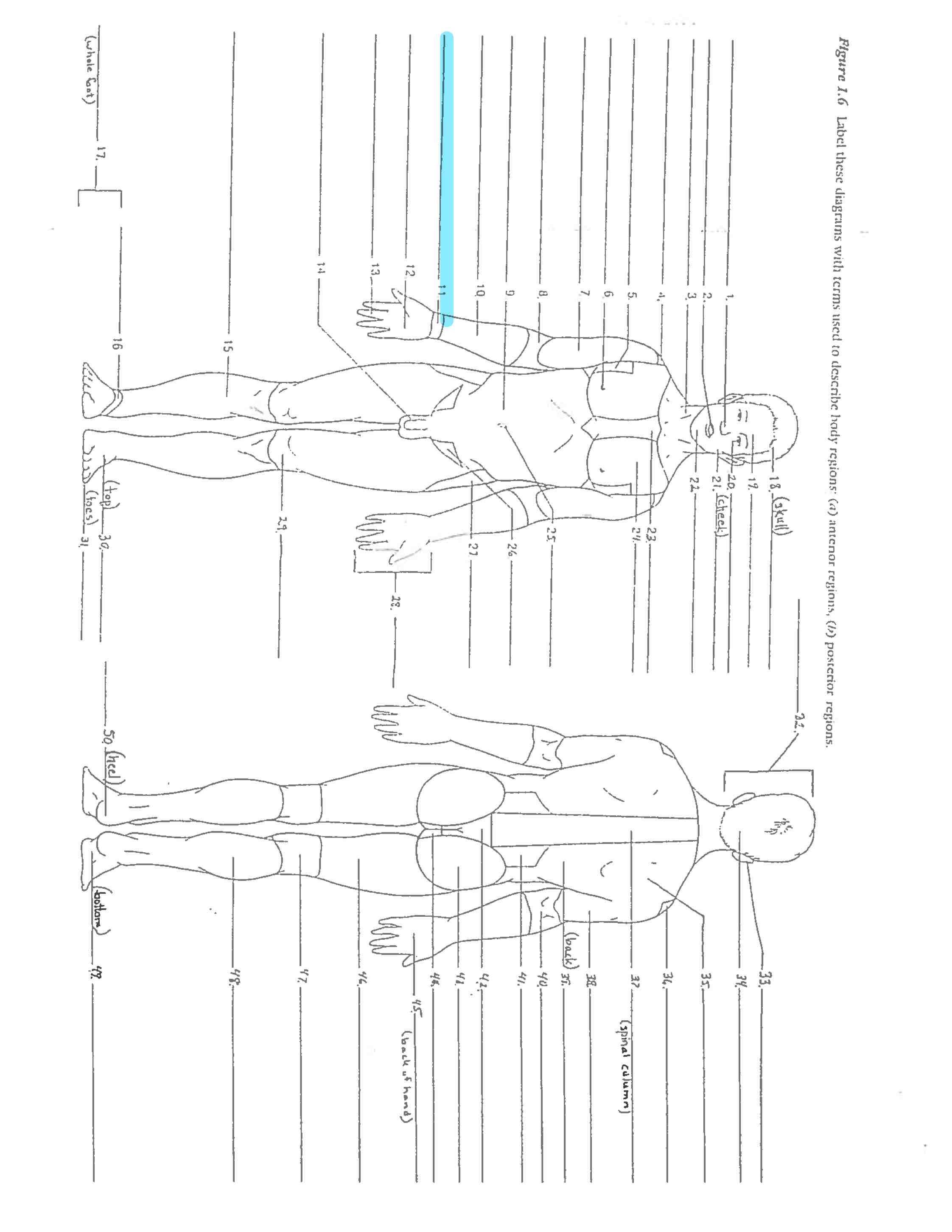 <p>Line 11</p>
