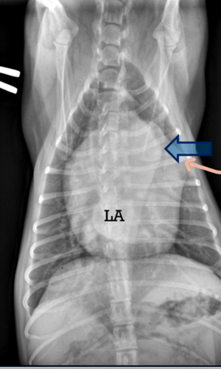 <p>What is the DX?</p>