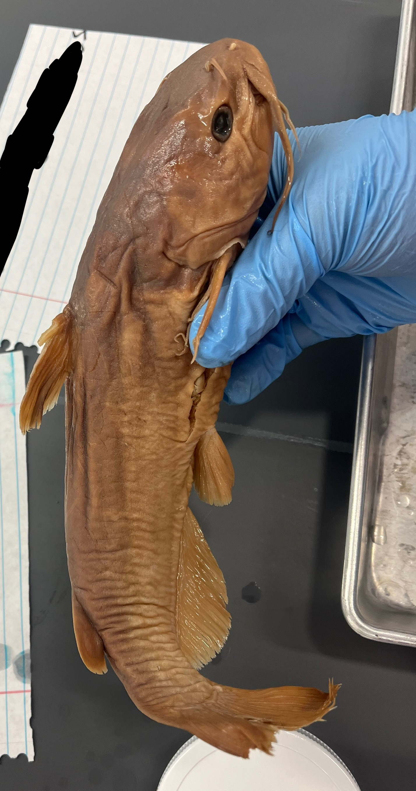 <p>Huge mouth</p><p>Wrinkly bottom lip</p><p>Dorsal spine and pectoral spines</p><p>4 pairs of barbels (1 top, 1 side, 2 bottom)</p><p>“V” on chin</p><p>Hard ridge from the head to the anal fin</p>